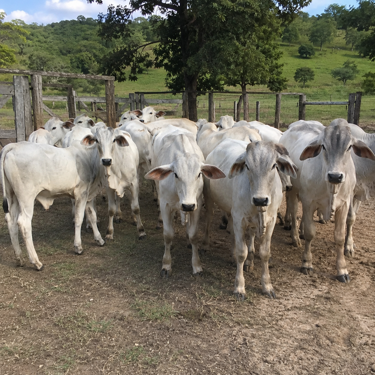 Bezerros Brahman desmamados